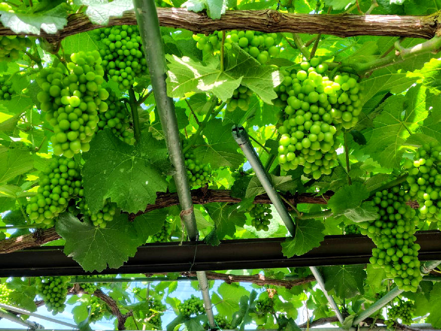 tomohiro's grapes20260609.jpg